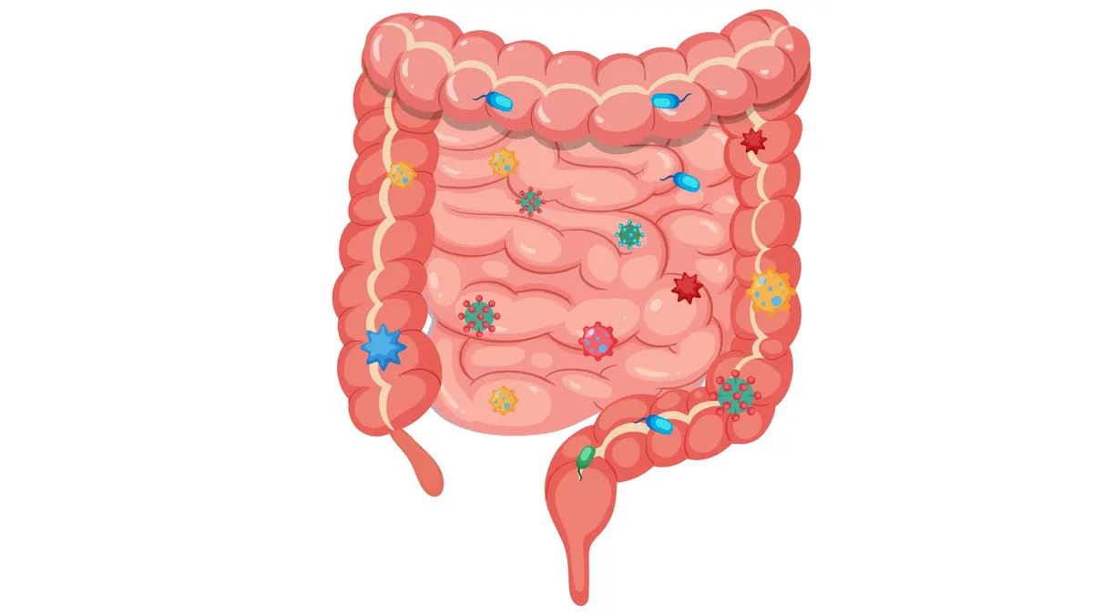 Ilustração da flora intestinal humana